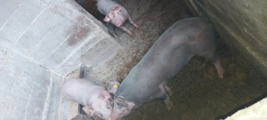 Purcei de vânzare  - imagine 4