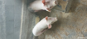 Purcei de vânzare  - imagine 2