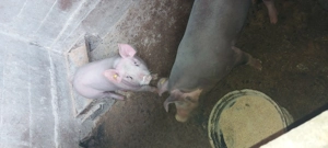 Purcei de vânzare  - imagine 5