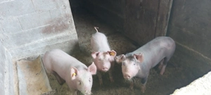 Purcei de vânzare  - imagine 3