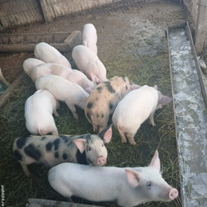 Vând purcei  - imagine 3