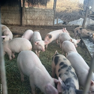 Vând purcei  - imagine 4