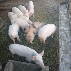 Vând purcei  - imagine 2