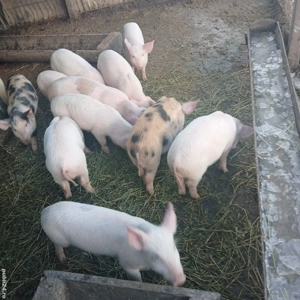 Vând purcei  - imagine 5