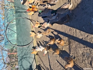 Rate Romanesti - imagine 3