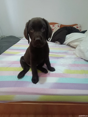 Labrador retriever 