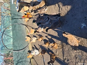 Rate Romanesti - imagine 2