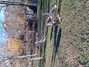 Gaste romanesti - imagine 4