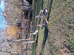 Gaste romanesti - imagine 5