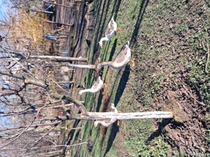 Gaste romanesti - imagine 2