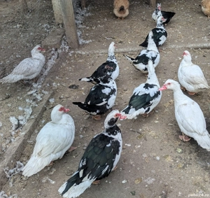 Rațe mute  - imagine 5