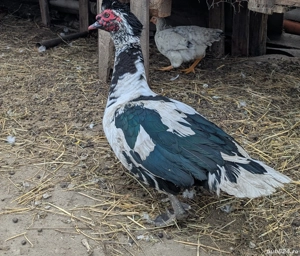 Rațe mute  - imagine 2