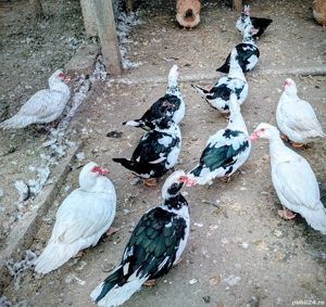 Rațe mute  - imagine 4