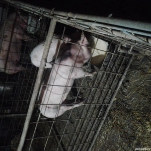 vand porci  - imagine 3