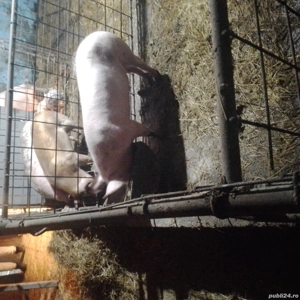vand porci  - imagine 2