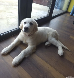 Golden Retriever Mascul