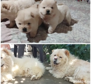 Puiuti de chow chow  - imagine 2