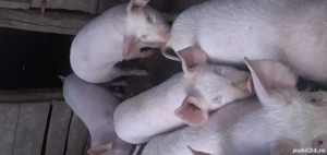 Purcei devanzare 10 septeman 