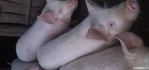 Purcei devanzare 10 septeman  - imagine 2