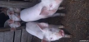 Purcei devanzare 10 septeman  - imagine 3