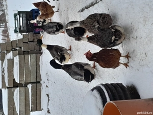 De vânzare doar cocosi și rățoi. 