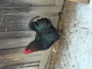 De vânzare doar cocosi și rățoi.  - imagine 4