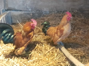 De vânzare doar cocosi și rățoi.  - imagine 2