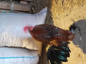 De vânzare doar cocosi și rățoi.  - imagine 3