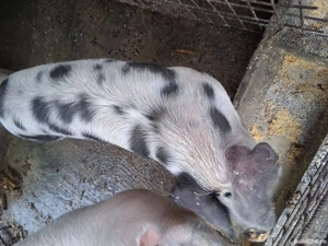 porci grași - imagine 3