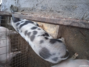 porci grași - imagine 4