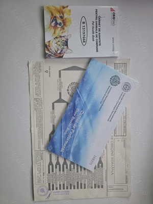 Golden Retriever Mascul - imagine 2