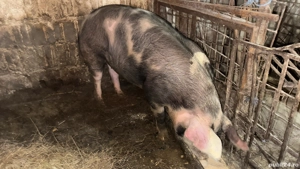 Vând o scrofiță rasa pietraine , de ținut sau de tăiat . - imagine 4