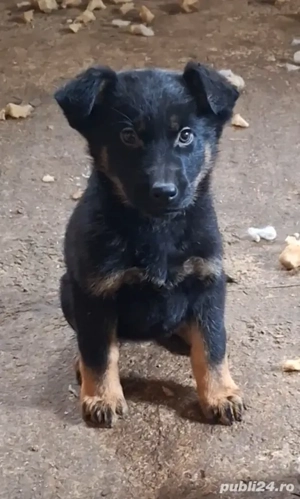 Pui ciobănesc german București Giurgiu 