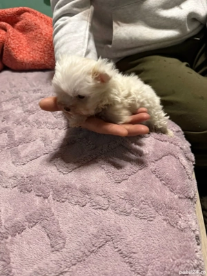 De vinzare bison maltez baietel 