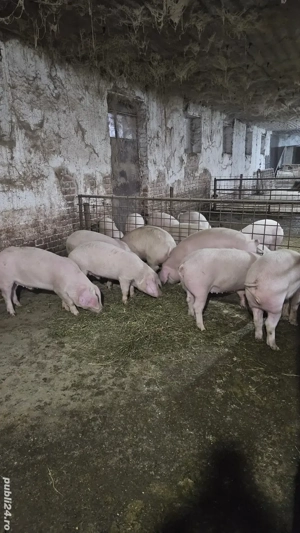 grasuni de vanzare 50-65 kg  - imagine 4