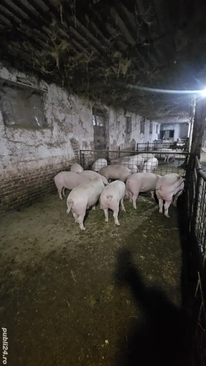 grasuni de vanzare 50-65 kg  - imagine 2