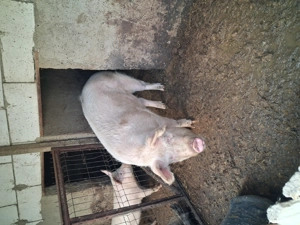 Vind porc  - imagine 2