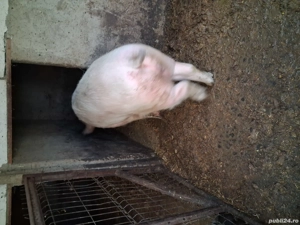 Vind porc  - imagine 4