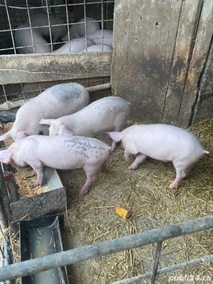 4 purcei (vieruți)  - imagine 2