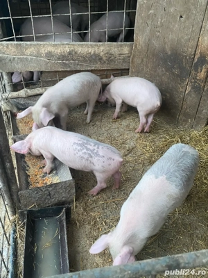 4 purcei (vieruți)  - imagine 4