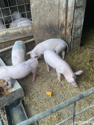 4 purcei (vieruți)  - imagine 3