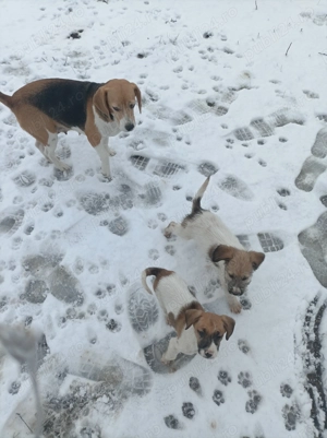 Donez căței , pot asigura și transport in Timișoara și împrejurimi 