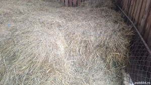 Baloti de lucernz cu fan