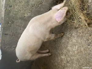 Scroafa de vânzare inf tel  