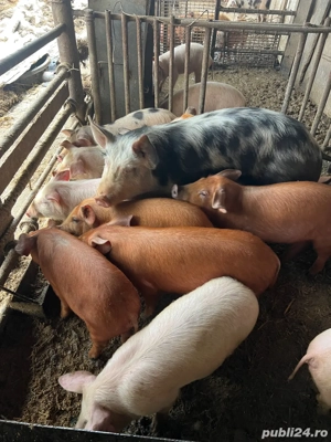 Grăsuni de vânzare  - imagine 3