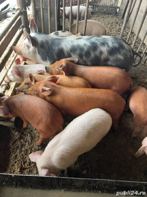 Grăsuni de vânzare  - imagine 4
