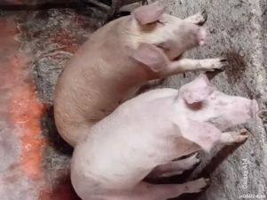 soldani petreni si landras - imagine 2