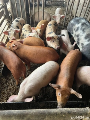 Grăsuni de vânzare 