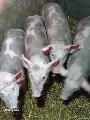 soldani petreni si landras - imagine 3