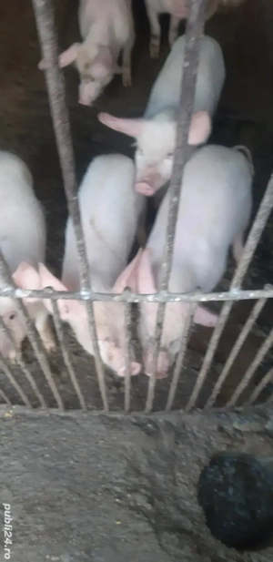 Grasuni Marele Alb Cu Landrace - imagine 2